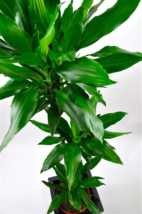 Dracaena janet craig. Things To Know About Dracaena janet craig. 